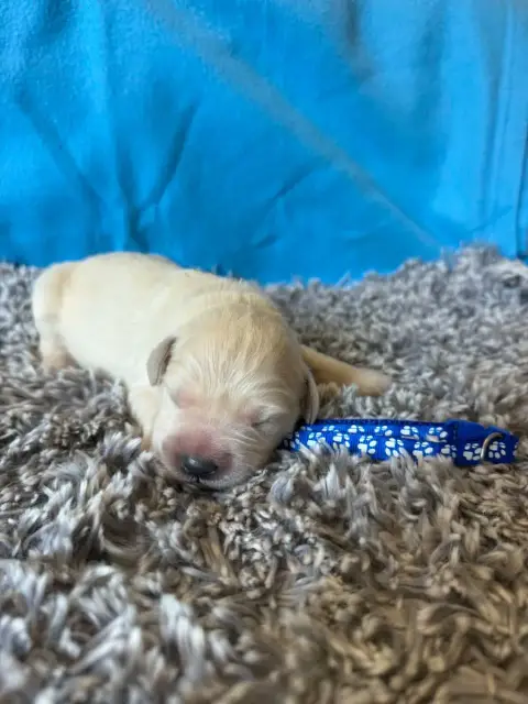Golden Retriever  Collier Bleu Marine Des Gardiennes  aabe2 photo 3