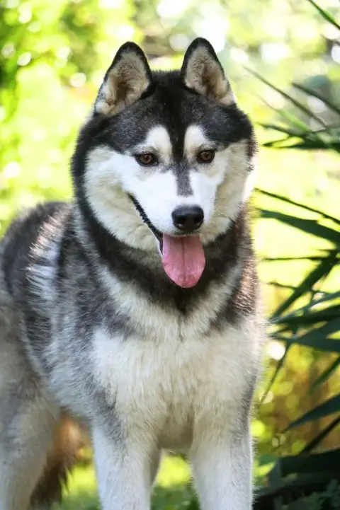 Siberian Husky  Bazingaaa Des Etoiles Des Glaciers photo 3