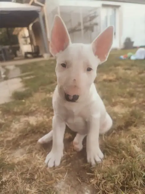 Bull Terrier  Bad Romance Tale Of Love photo 2