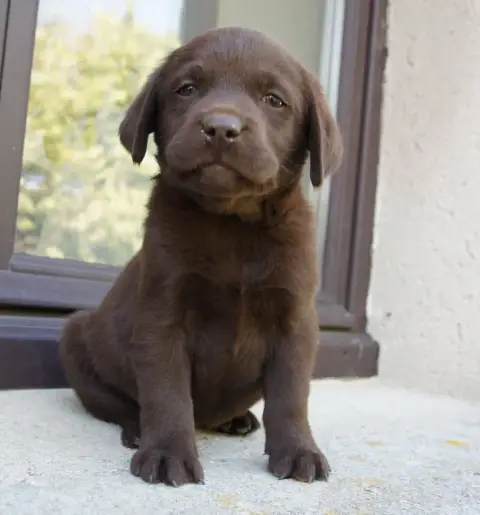 Labrador Retriever  Mc3 Des Assards De Pierregourde 674b3