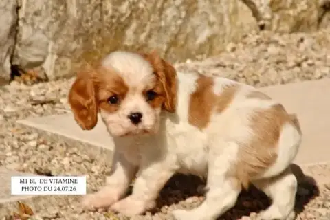 Cavalier King Charles Spaniel 
                       c8d73 photo 2