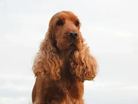 Cocker Spaniel Anglais  B1 Du Clos De La Majesty photo 3