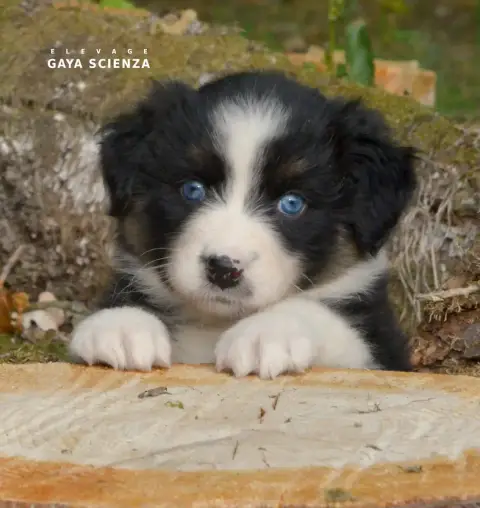 Berger Australien  Chiot N°4 Des Monts De La Gaya Sci d143b
