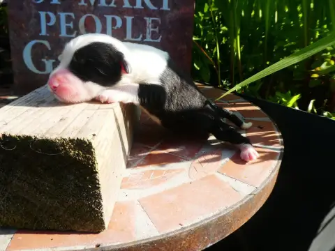 Bobtail  Chiot 2 Of Mary People