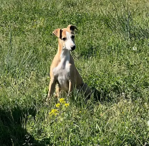 Whippet  Bonnie De L Eternel Mitness