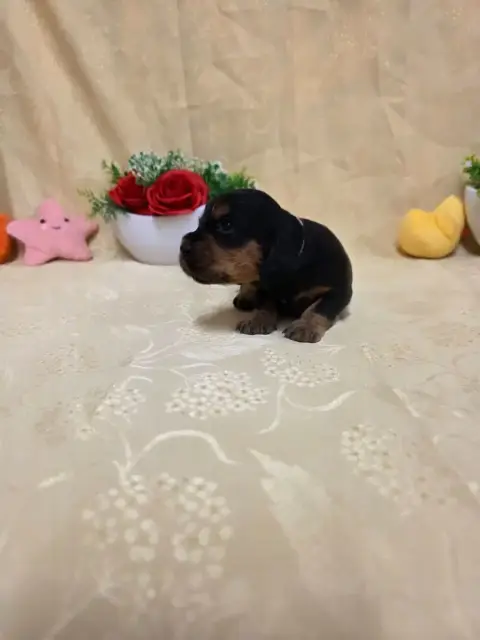 Cocker Spaniel Anglais 
                        B.... 0384e