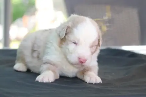 Berger Australien  Chiot N°2 De L'Orée Du Bois De La  ff6b4 photo 2