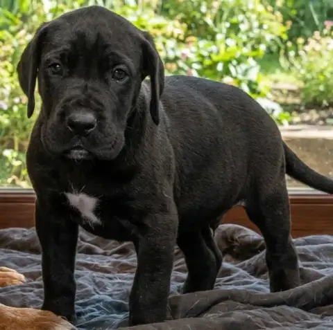 Dogue Allemand  Bricole