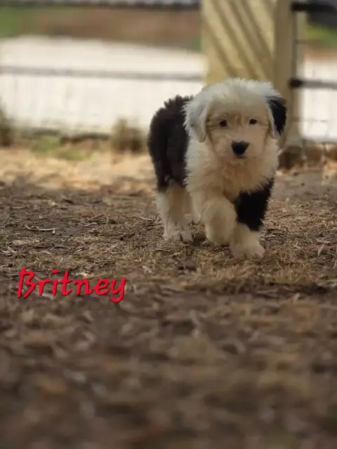 Adopter Bobtail 
                        Britney Du Royaume D a7734