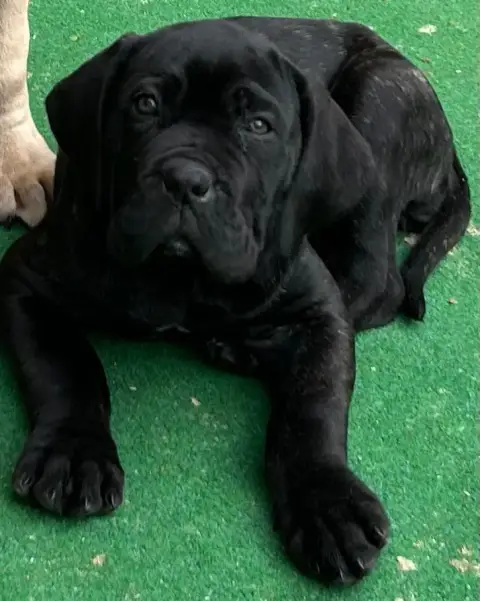 Cane Corso  Chiot 2 Des Sentinelles De Reveden photo 2