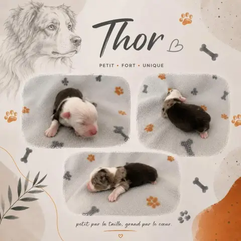 Berger Américain Miniature  Thor Du Domaine Des Belle 880fe