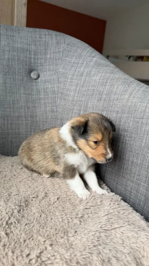 Shetland Sheepdog  Chiot N°3 Du Banc Des Hermelles photo 3