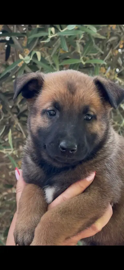 Berger Belge  Chiot N°7 Du Mas Des Crozes