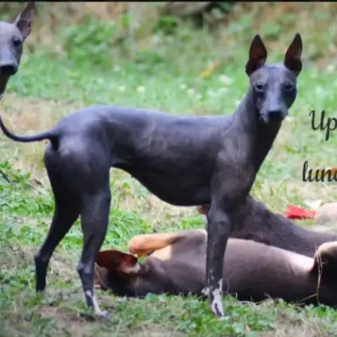 Chien Nu Du Pérou