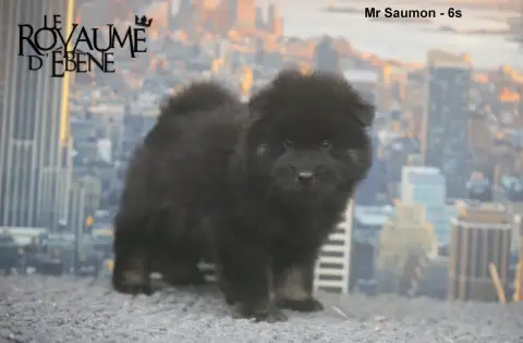 Eurasier  Mr Saumon Du Royaume D'Ebène photo 3