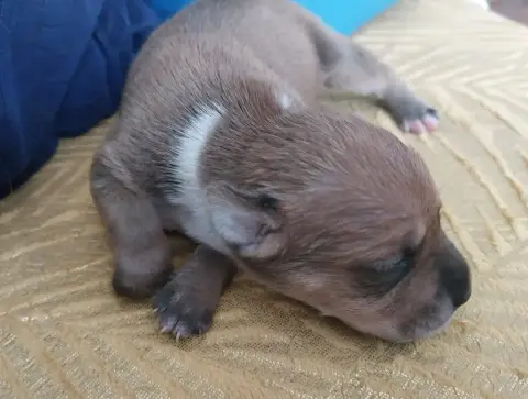 Staffordshire Bull Terrier  Chiot N°2 De Karysha