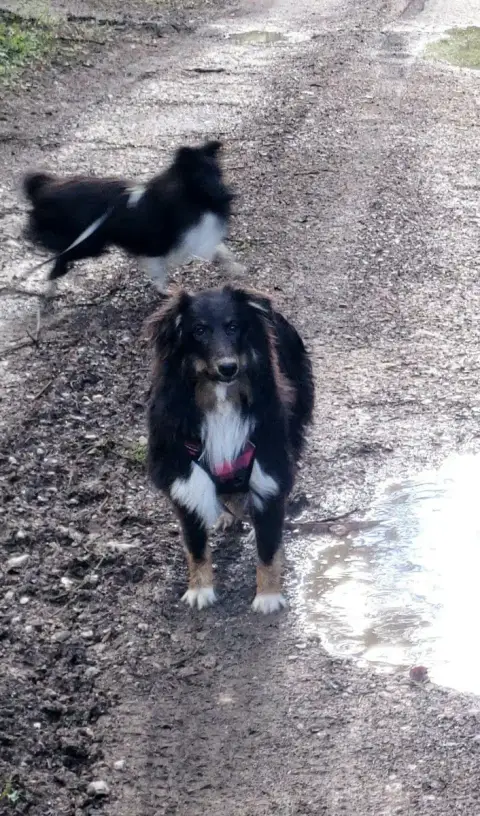 Shetland Sheepdog  Arel Of Chiprey'S Hamlet photo 3