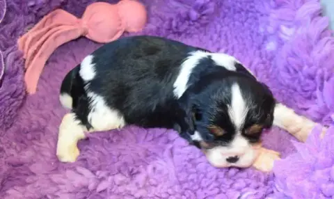 Cavalier King Charles Spaniel  Chiot 1 B............. 02a51 photo 2