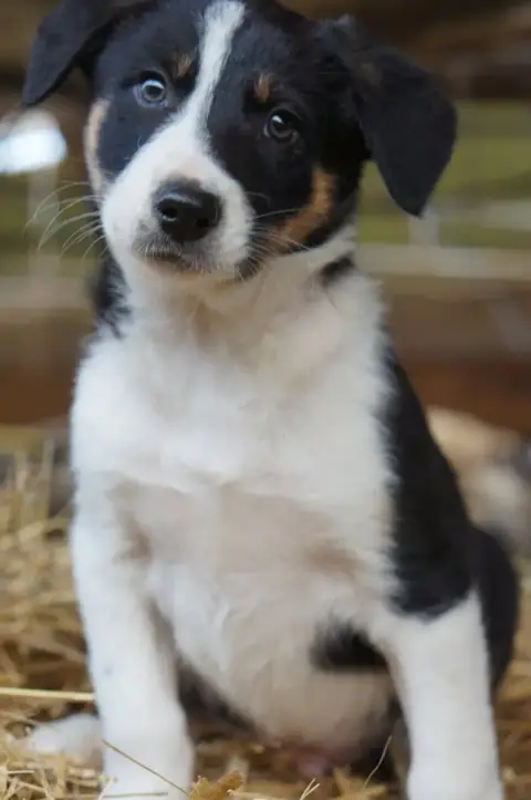 Border Collie  Male 2 Du Rouvet
