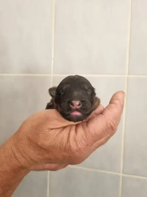 Berger Allemand Poil Long  Chiot 7 De L'Hacienda Del  6ecfe photo 3