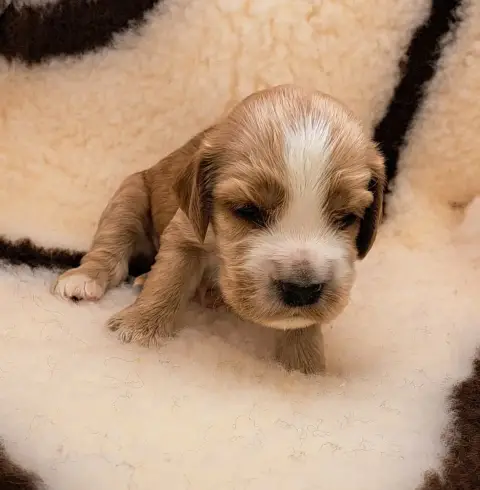 Cocker Spaniel Anglais  Babydoll photo 3