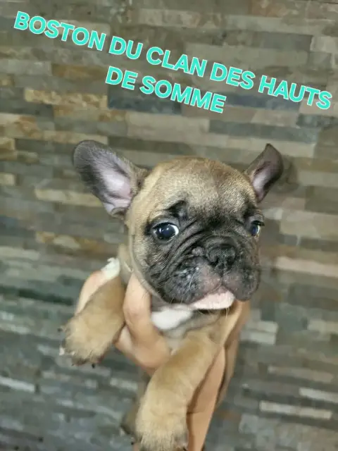 Bouledogue Français  Boston Du Clan Des Hauts De Somm ae842