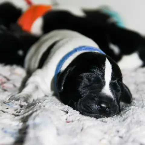 Chien D'Arrêt Allemand À Poil Dur  Belenor Des Arrêts 216bd