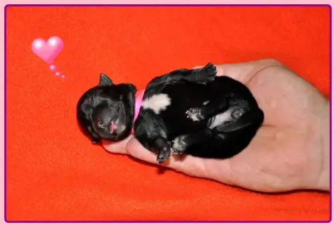 Staffordshire Bull Terrier  B........... Solfarino photo 2