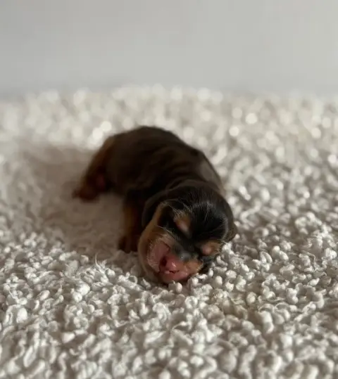 Cocker Spaniel Anglais