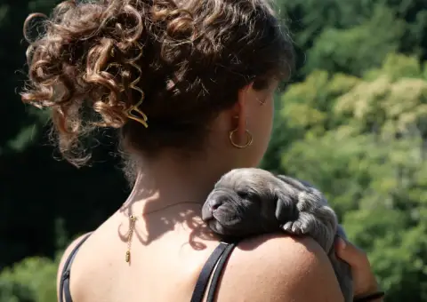 Cane Corso  Chiot 1 Des Monts D'Ardeche photo 2