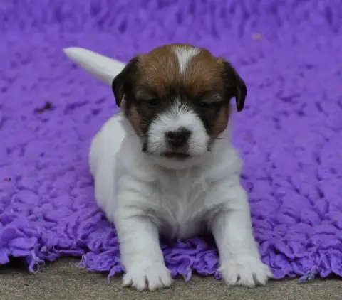 Jack Russell Terrier  Brilloso Des Gerveilles photo 3