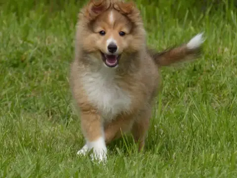 Shetland Sheepdog  B.... Du Domaine De Boisceaux photo 3