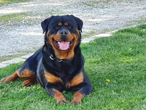 Rottweiler  Chiot N°2 Of Holly'S Kingdom photo 3