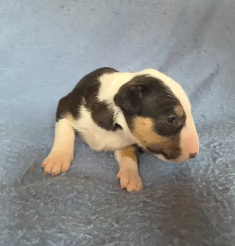 Bull Terrier  Chiot 6 By The Wall photo 3