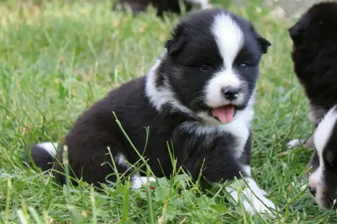 Chien Finnois De Laponie  Bjarni Nanoq De La Vallée D 81914
