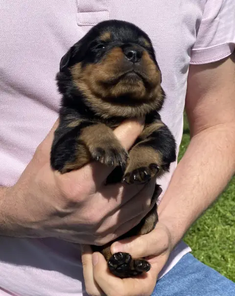 Rottweiler  Collier Vert Foncé De La Tour Gelee