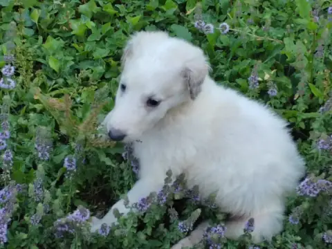 Barzoi  Bazarov Vladimir Du Grand Fresnoy