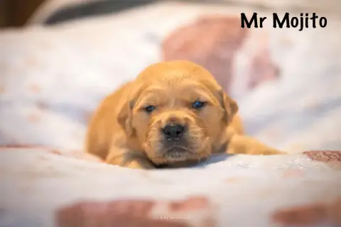 Golden Retriever  Monsieur Mojito Des Terres Sacrées  732fe