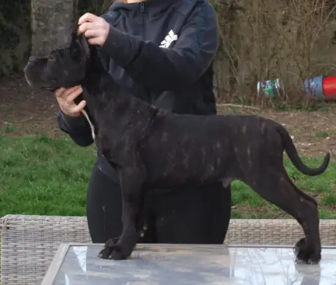 Cane Corso  Chiot 8 From Russians Traditions