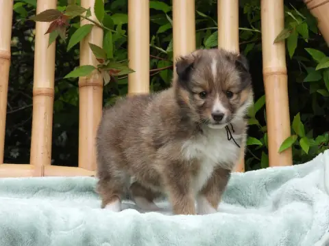 Shetland Sheepdog  Chiot N°2 Du Sapin Vert photo 3