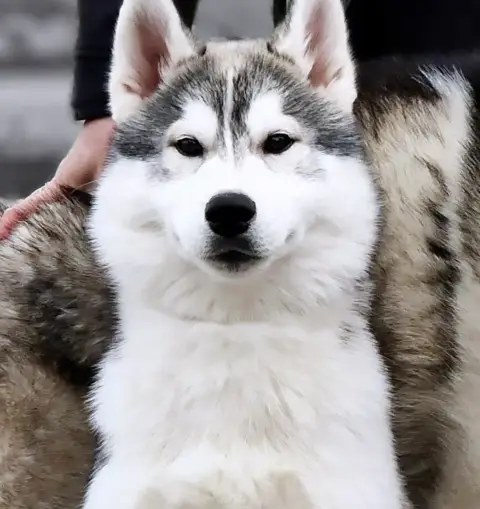 Siberian Husky  Anything Else You Need Of Nashkaia photo 3
