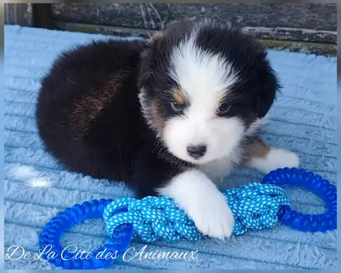 Berger Australien  Baby Blue De La Cité Des Animaux be25a