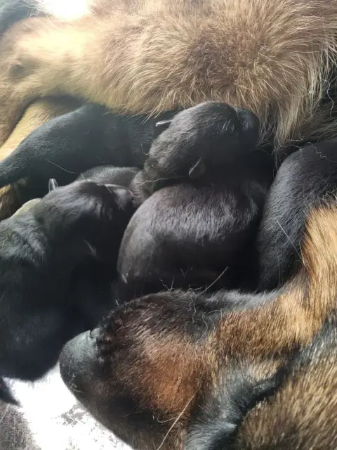 Berger Allemand  Chiot 8 De La Légende D'Asgot