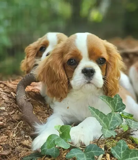 Cavalier King Charles Spaniel  Bridgerton Colin Of Li 9d524