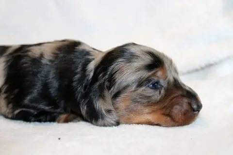 Teckel Poil Long  Chiot N°1 Of Moonlight Blue