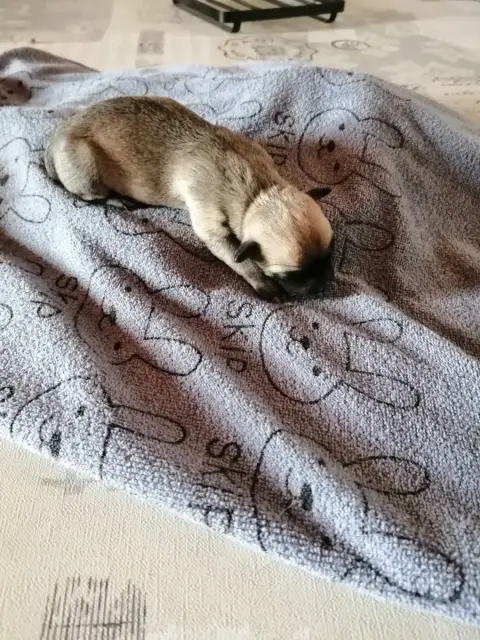 Chihuahua  Beauty Du Moulin Des Petits Gringos photo 2
