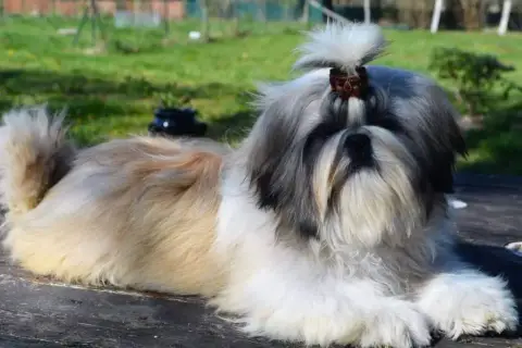 Shih Tzu  Alph photo 3