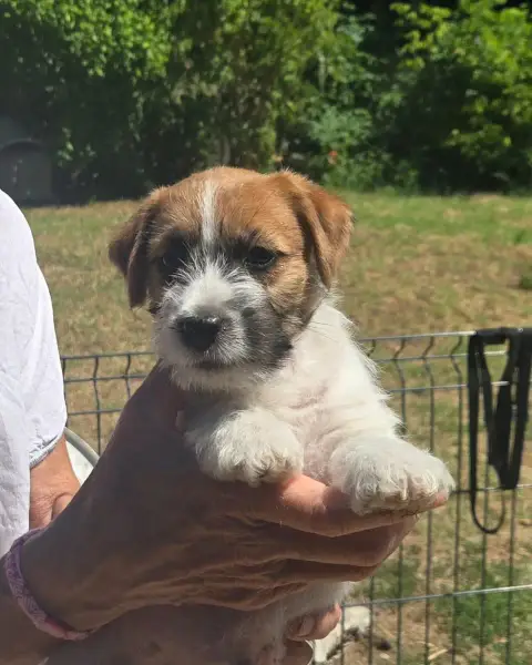 Jack Russell Terrier  Baloubet Des Gerveilles