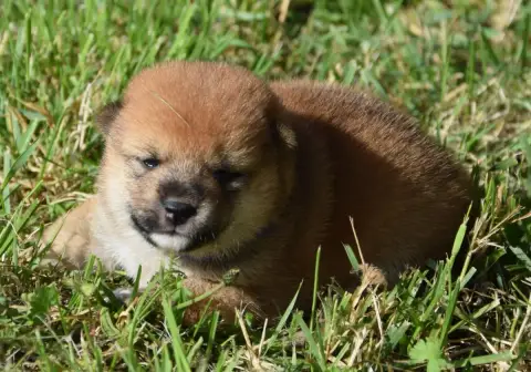 Shiba  Chiot N°3 Collier Violet