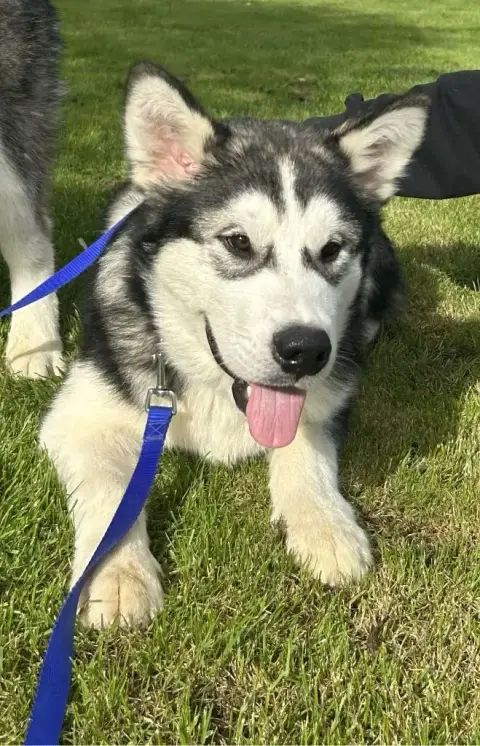 Alaskan Malamute  Alfonso Des Marais De Courmont photo 2